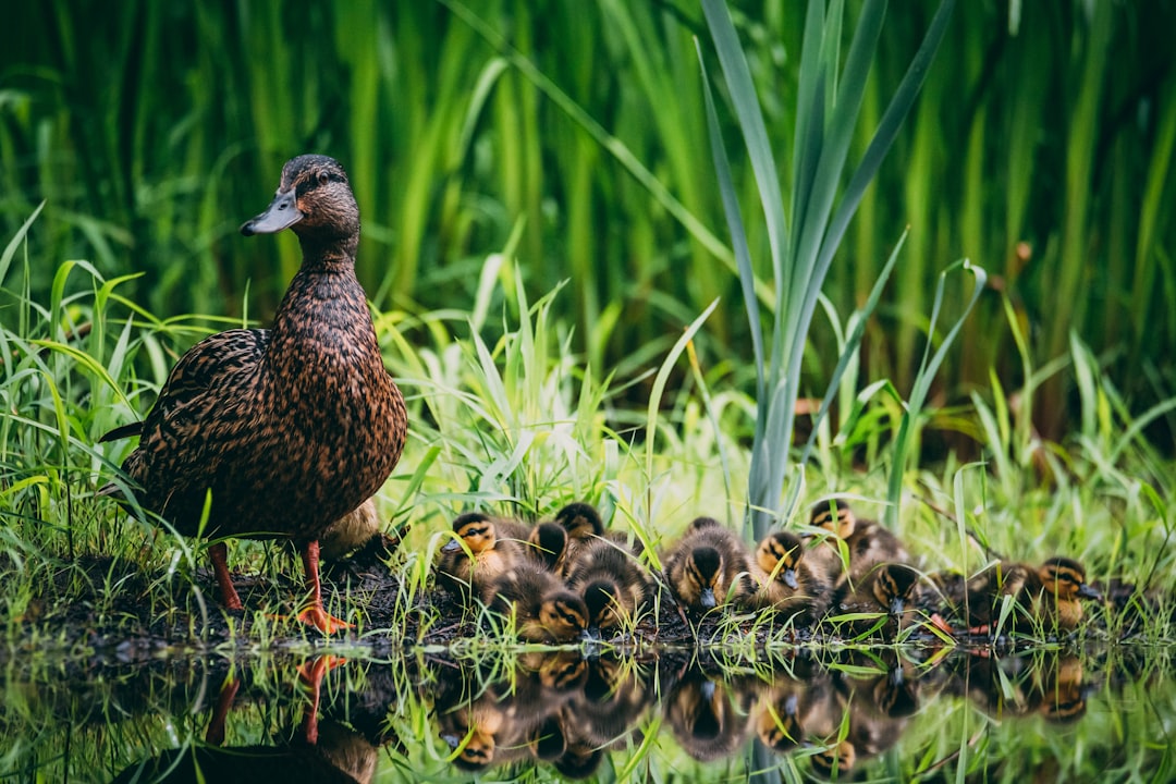 Duck with ducklings in the grass near water, realistic photo shoot, high resolution photography, professional photograph, natural lighting, nature scene, natural background, greenery, natural landscape, pond, pond bank, wild plant life, close up shot of ducks and a mother mallard on the edge of an opening in swampy marshland, in the style of natural lighting. –ar 128:85