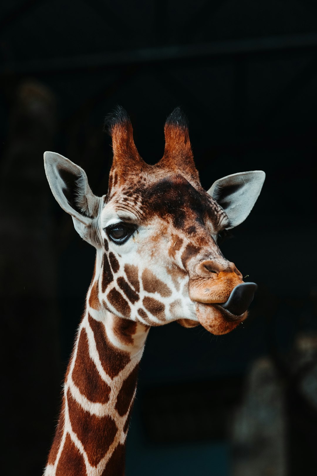 A cute giraffe with its tongue sticking out, portrait photography in the style of Nikon Z6 II, dark background, high resolution, cinematography –ar 85:128