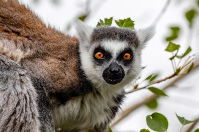 Closeup of an angry ringtailed lemur in the trees against a white background, photographed with a Nikon D850 DSLR camera using a 24-70mm lens at an aperture of f/3, in the style of unknown photographer. --ar 128:85