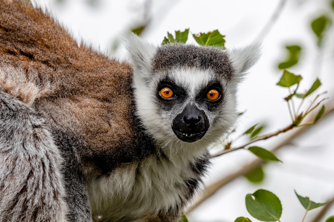 Closeup of an angry ringtailed lemur in the trees against a white background, photographed with a Nikon D850 DSLR camera using a 24-70mm lens at an aperture of f/3, in the style of unknown photographer. –ar 128:85