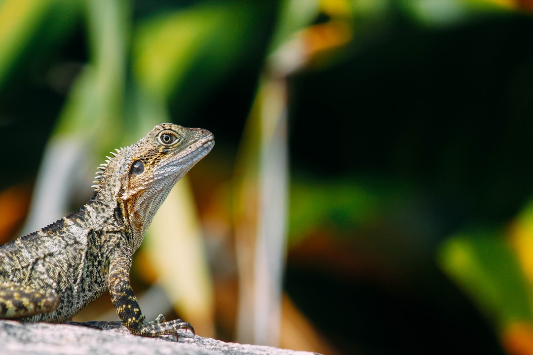 A closeup shot of an Eastern water dragon on the edge, its focused eyes, in front of a green plants background on a sunny day with strong sunlight and soft shadows, in the style of cinematic photography. –ar 128:85