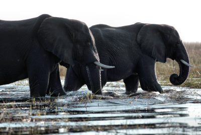 Two elephants walk side by side across the water on their trunks, captured in the style of Nikon D850 DSLR at f/2.4. --ar 128:85