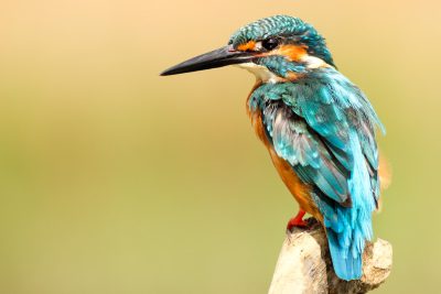 Photo of a kingfisher bird in a full body shot sitting on a wood post against a bright background with beautiful colors, taken with a Canon EOS R5 camera. --ar 128:85