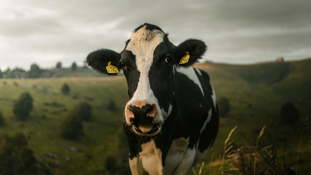 Cinematic photo of an extremely happy black and white cow with a yellow ear tag, standing in front of green hills on a cloudy day, looking at the camera, shot in the style of ARRIFLEX BL doubeldeal, with a depth of field. –ar 16:9