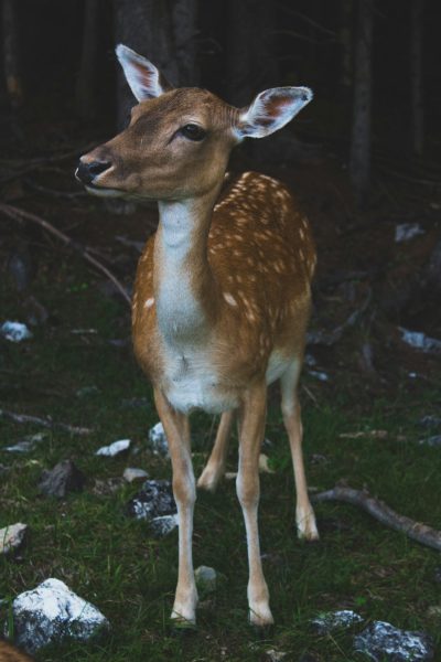 A deer in the forest, standing on grass and rocks, surrounded by dark trees with soft lighting. The photo was taken from an angle of three meters away, showing its whole body. It had white spots all over its head and neck, looking very cute. in the style of --ar 85:128