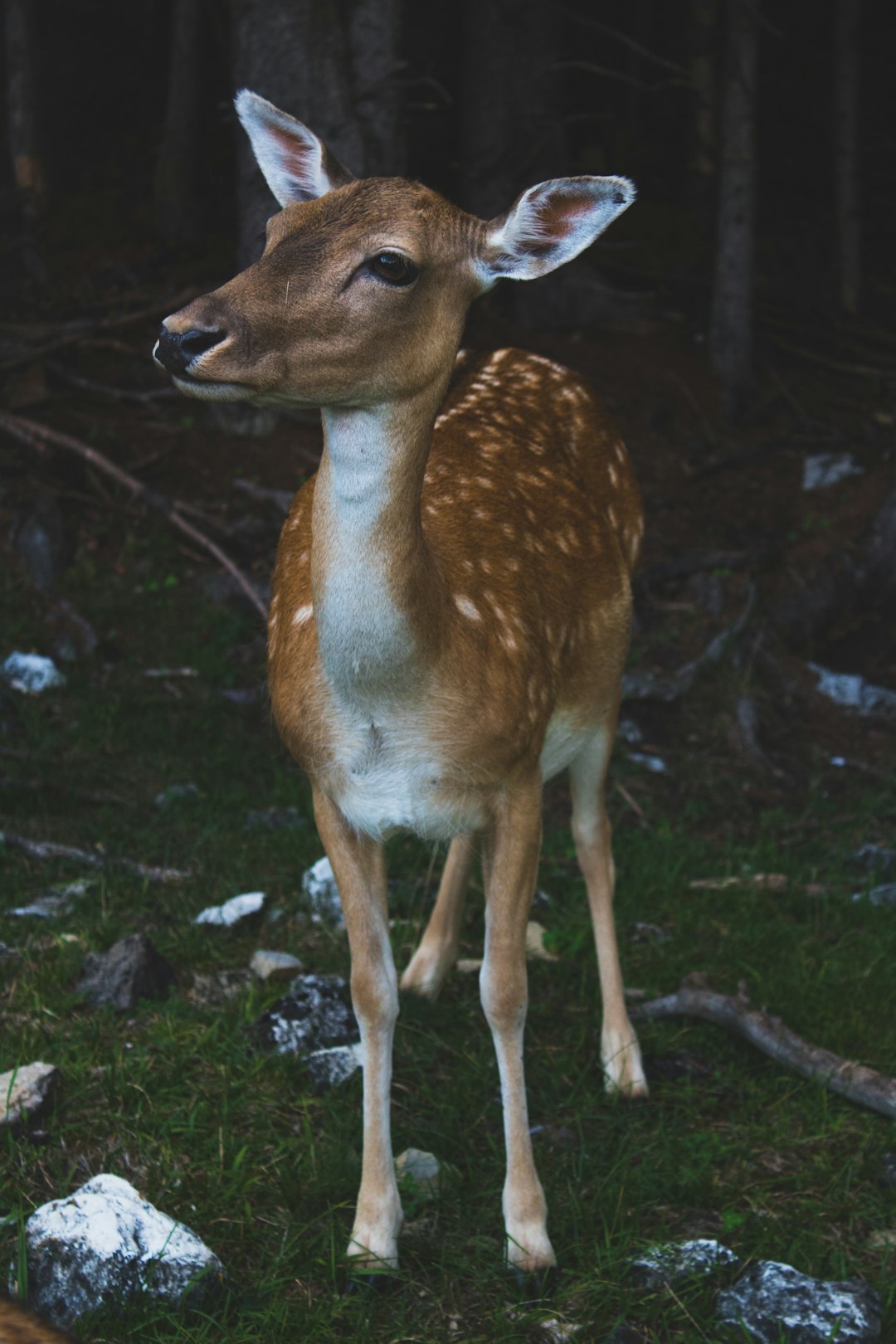 A deer in the forest, standing on grass and rocks, surrounded by dark trees with soft lighting. The photo was taken from an angle of three meters away, showing its whole body. It had white spots all over its head and neck, looking very cute. in the style of –ar 85:128