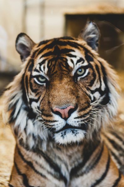 A photo of an incredibly beautiful tiger with long hair, sitting in its cage at the zoo, looking straight into the camera and staring intently directly towards me. The colors are vibrant and rich. Taken on Canon EOS R5 with an F2 lens at 80mm in the style of Canon. --ar 85:128