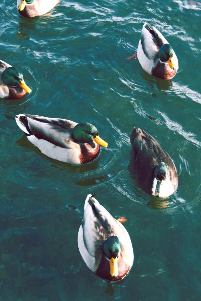 Ducks in the water, a photo of ducks swimming on the lake surface, 5 ducks swimming together, the ducks' heads are above and below the water level, a high angle shot, a green, black, brown, and white color scheme, kodak film photography in the style of [Ansel Adams](https://goo.gl/search?artist%20Ansel%20Adams). --ar 85:128