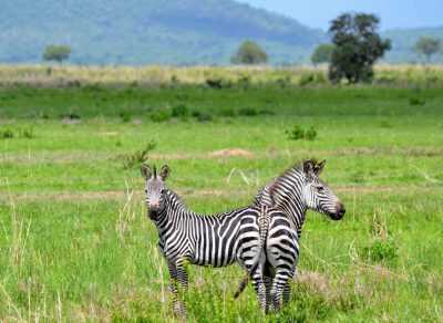 Two zebras standing in the grassy plains of Lake Manyara National Park, Kenya, in the style of Canon EOS R5. --ar 128:93