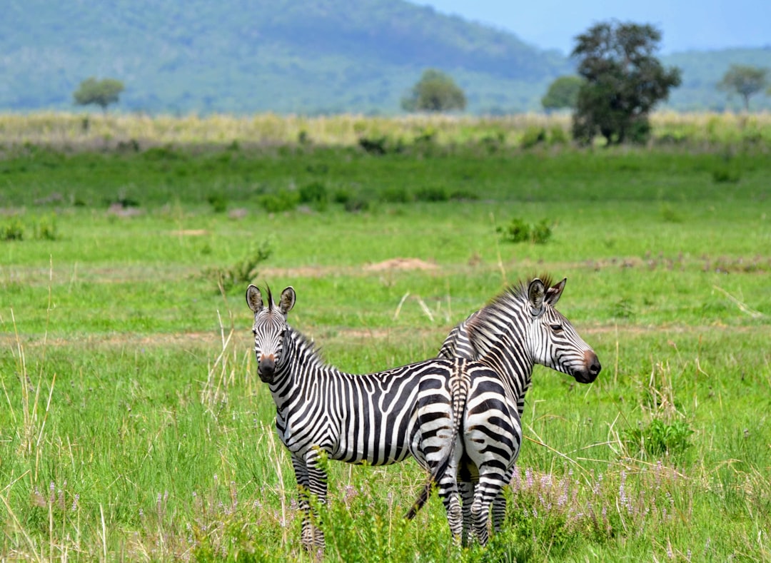 Two zebras standing in the grassy plains of Lake Manyara National Park, Kenya, in the style of Canon EOS R5. –ar 128:93