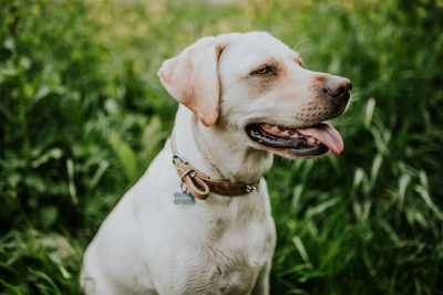 A white Labrador sitting in the grass, tongue out and looking happy with green background, wearing dog collar, professional photography, portrait, closeup shot, Sony Alpha A7 III camera --ar 128:85