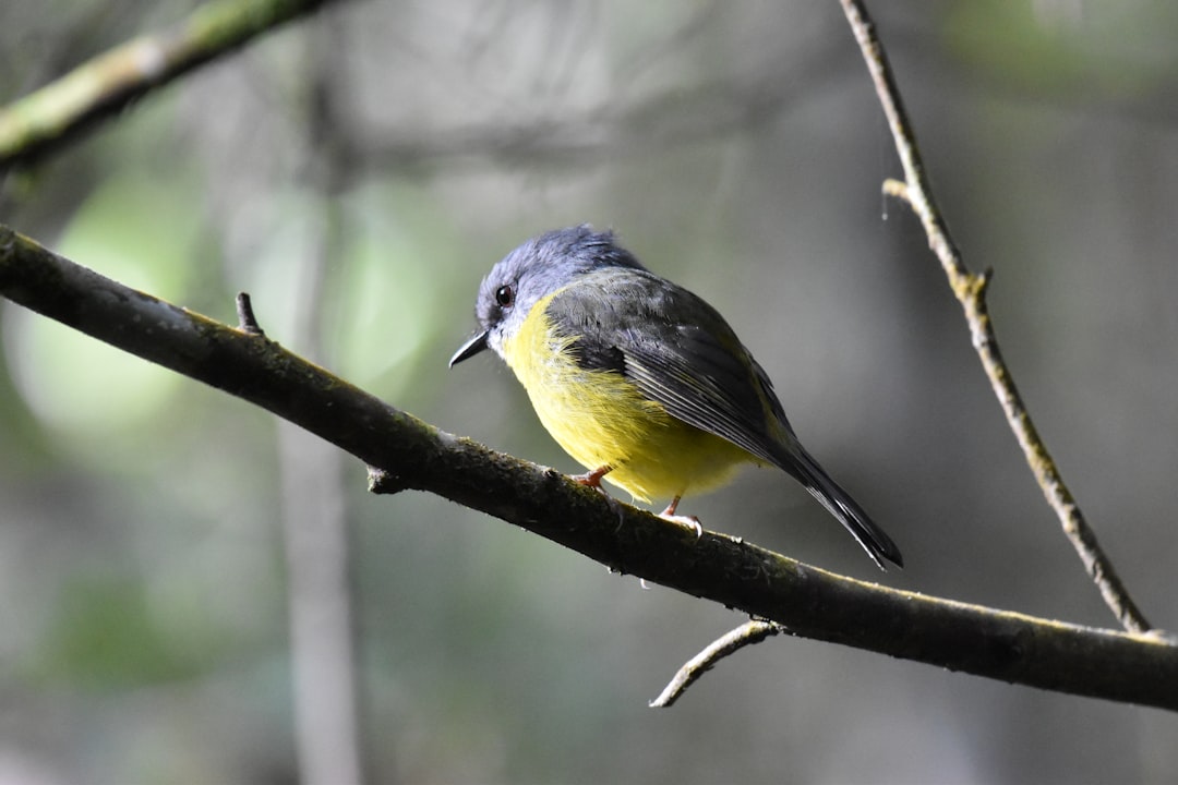 photograph of A small yellow and grey bird perched on the branch in forest telephoto lens realistic daylight –ar 128:85