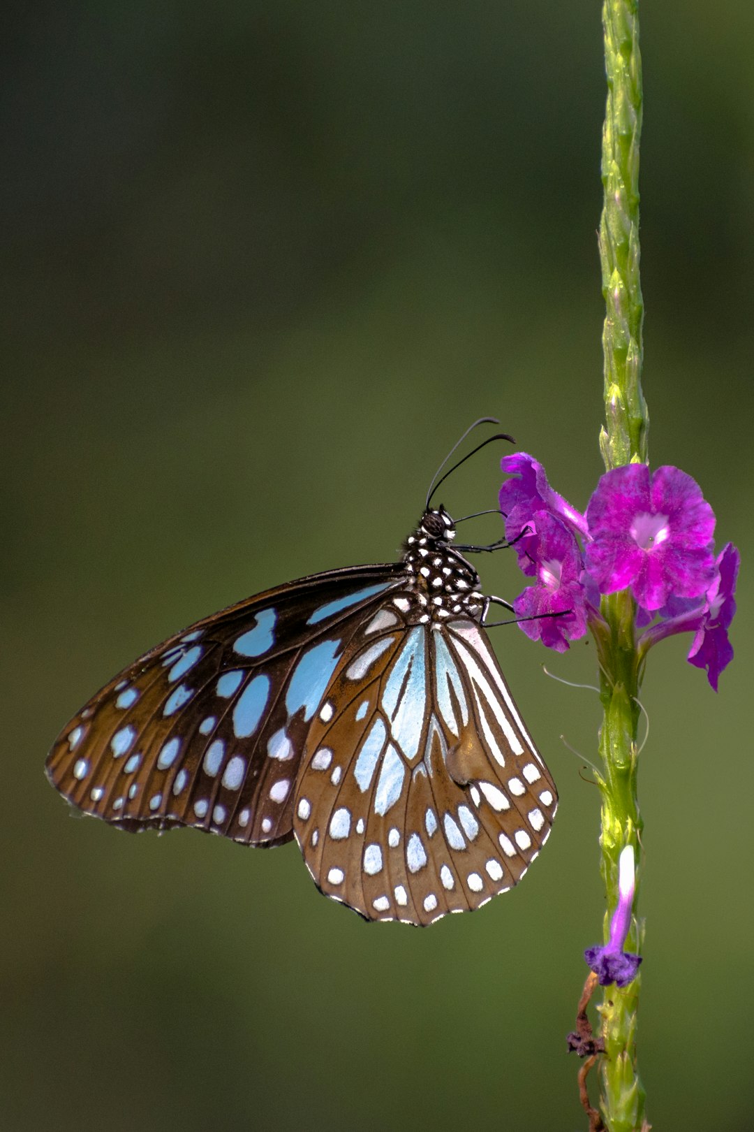 A blue tapanga butterfly with dark brown and white dots on its wings, resting delicately on the purple flower of an isolated plant in the style of Rangarayak manner. The background is blurred to emphasize it. Captured using a Canon EOS camera with a macro lens at an f/20 aperture setting, ISO 350 for clear details. High resolution. –ar 85:128