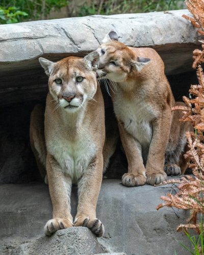 cougar and mountain lion in an outdoor enclosure at the zoo, sitting on rocks with their paws together --ar 51:64