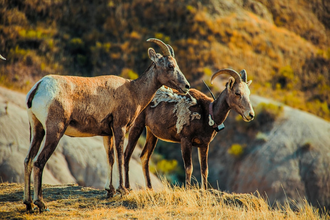 A pair of bighorn sheep standing on the edge of badlands in Blackcat National Park, shot with a Nikon D850 DSLR with an aperture of f/4 and ISO set at 230 for rich details, shot from a side angle with warm color grading. –ar 128:85