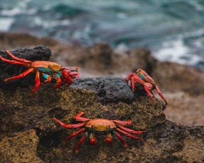 Sulphur crabs with vibrant red and blue colors on the rocks of the Galapagos Islands and an ocean wave background, a national geographic photo captured with realist detail in the style of fujifilm eterna vivid 50d and featuring gold and green color grading. --ar 64:51