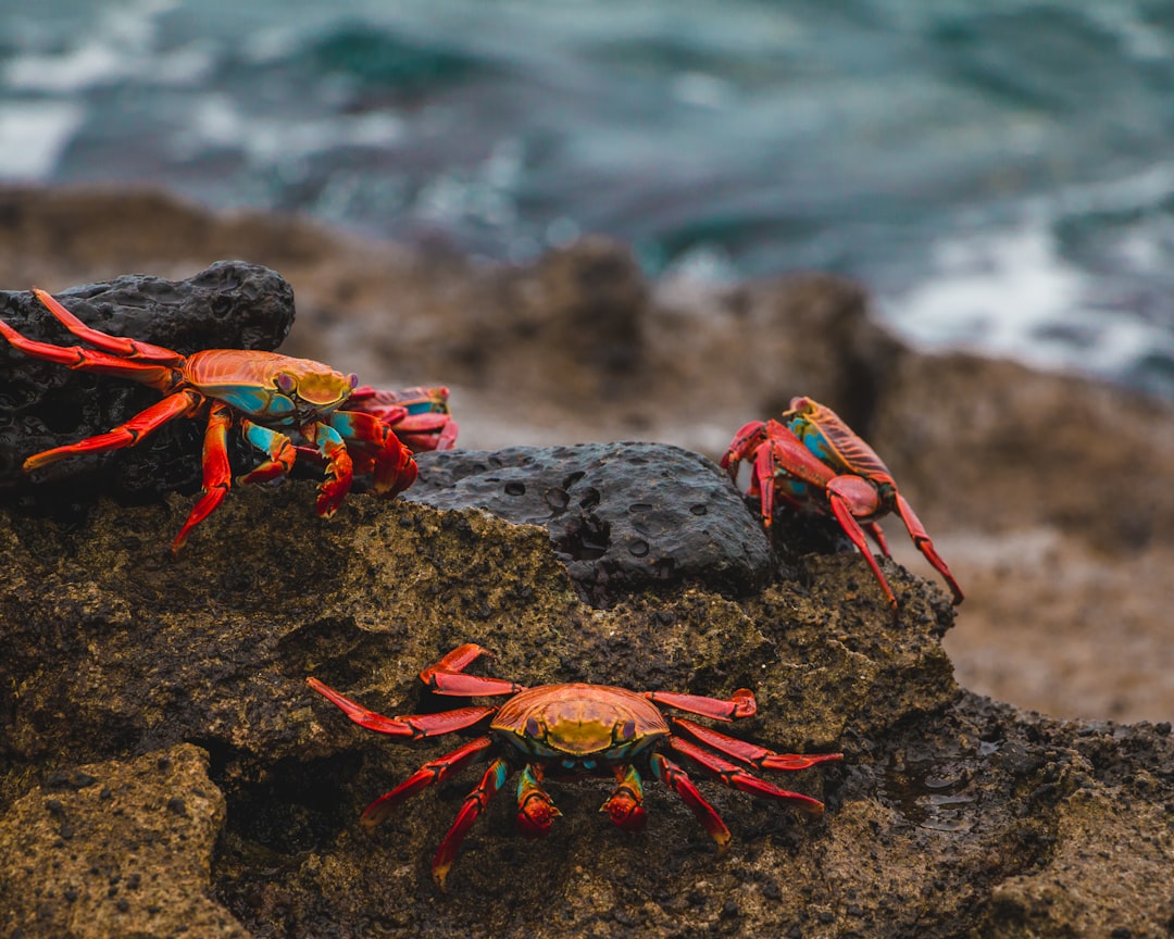 Sulphur crabs with vibrant red and blue colors on the rocks of the Galapagos Islands and an ocean wave background, a national geographic photo captured with realist detail in the style of fujifilm eterna vivid 50d and featuring gold and green color grading. –ar 64:51