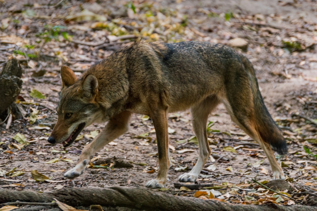 A red wolf is walking on the ground, its body and tail are full of golden fur with black patches in color. The wolf’s head has long hair around its neck that can be seen while it walks along fallen branches or leaves on which you see details such as eyes, ears, nose and mouth. This photo was taken using a Canon EOS R5 camera with an aperture of f/20, shutter speed at 864 seconds, ISO between 3799 and focal length set to 18 mm in the style of an impressionist painter. –ar 128:85