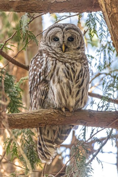 A majestic owl perched on the branch of an evergreen tree, its feathers patterned with white and brown stripes, captured in sharp focus against a backdrop of soft sunlight filtering through leaves. The wide shot was taken at ISO 200, f/4, with an 85mm lens. Professional color grading was applied to the stock photography image. --ar 85:128