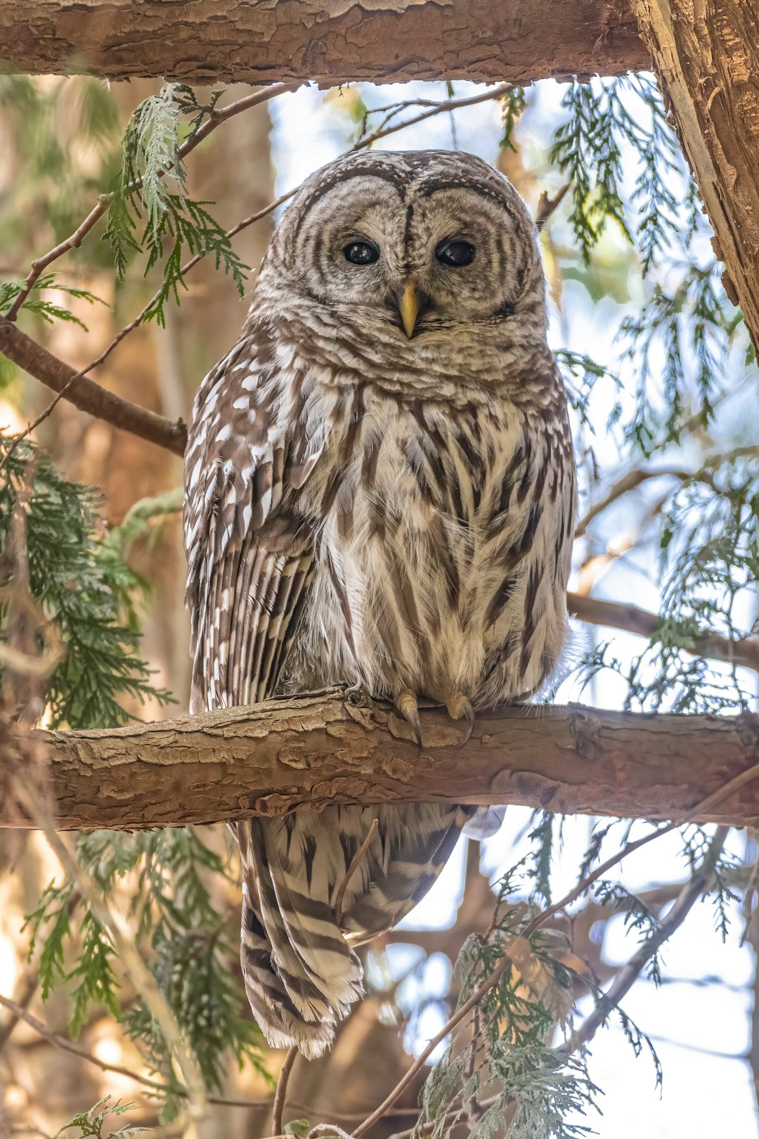 A majestic owl perched on the branch of an evergreen tree, its feathers patterned with white and brown stripes, captured in sharp focus against a backdrop of soft sunlight filtering through leaves. The wide shot was taken at ISO 200, f/4, with an 85mm lens. Professional color grading was applied to the stock photography image. –ar 85:128