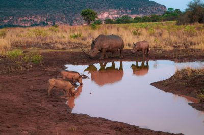 A group of warthogs and white rhinos drinking at the edge of a watering hole in Africa in late afternoon light, in the style of National Geographic photo taken with a Nikon D850 DSLR using an f/2 lens. --ar 128:85