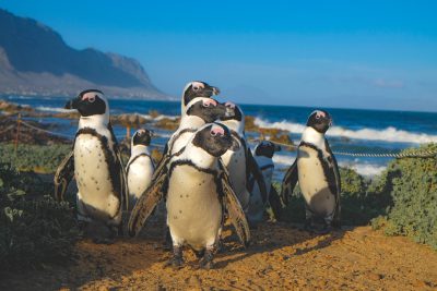 A group of African penguins walking along the beach in Cape Town, South Africa with an ocean view and mountains in the background, wide angle shot, in the style of unsplash photography. --ar 128:85