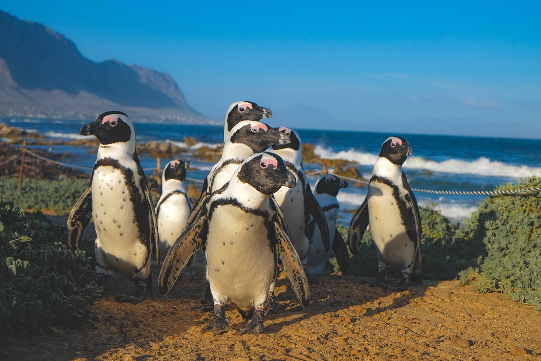 A group of African penguins walking along the beach in Cape Town, South Africa with an ocean view and mountains in the background, wide angle shot, in the style of unsplash photography. –ar 128:85