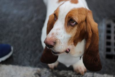 Close up photo of an adorable basset hound with brown and white coloring, looking down at the ground while sitting on concrete in front of grey grates. The photo was taken from eye level in the style of a realistic painter. --ar 128:85