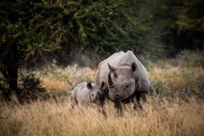 black rhino and calf in the grass, photograph in the style of National Geographic, Nikon D500 F8, ISO320 --ar 128:85