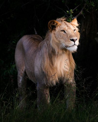 A majestic lion standing tall in the night, illuminated by the moonlight casting long shadows on its fur, surrounded by lush green grass and a dense forest. The photo uses focus stacking photography in the style of photo grade to achieve high resolution and high detail. --ar 51:64