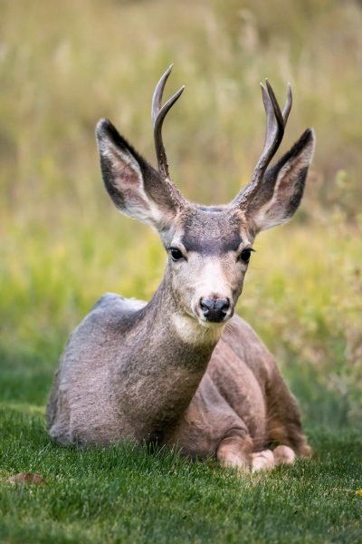 Photo of A mule deer laying down in the grass, head tilted to one side and looking at camera, with antlers on its back, resting after hunting for food. , full body shot, high resolution, professional photograph, Superresolutionusful skin details, sharp focus, depth of field, HDR, high dynamic range, very detailed, awardwinning photography, macro lens, natural light, professional color grading, intricate detail, high definition --ar 85:128