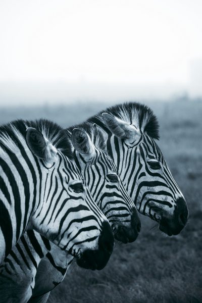 3 zebras' heads, looking at the camera, side view, on an African savannah background, high resolution photography, Hasselblad X2D50c, white and black color palette, in the style of Hasselblad. --ar 85:128