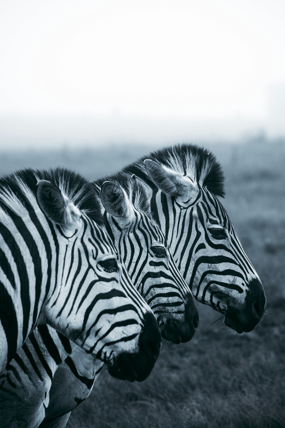 3 zebras’ heads, looking at the camera, side view, on an African savannah background, high resolution photography, Hasselblad X2D50c, white and black color palette, in the style of Hasselblad. –ar 85:128