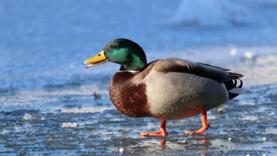 Duck standing on ice, photo taken from the side, photo of mallard drake with green head and yellow beak walking along frozen lake surface, closeup, Canon EOS M50 Mark II camera, unsplash style --ar 16:9