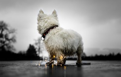 high definition photo of west highland white terrier standing on concrete with fairy lights around its neck, black and grey sky, wet ground, cinematic, full body shot, side view --ar 128:81