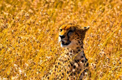 A cheetah sitting in the tall grass of an African savannah, with its head tilted to one side as it gazes into the distance. The background is filled with long, yellowed grass that fills most of the frame. There are no other animals around and only a few small flowers dotting throughout the scene. This shot captures a moment where nature and wildlife come together in perfect harmony, showcasing natural beauty and wildness in the style of a National Geographic photographer. --ar 32:21