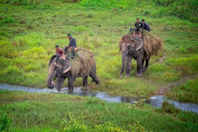 A group of men on elephants carrying straw in the grassland, from a high angle overhead view with a wide-angle lens, green meadows and small streams, soft natural light, a fast shutter speed capturing dynamic movements, rich details, and a joyful atmosphere. In the style of Chinese artist. --ar 128:85