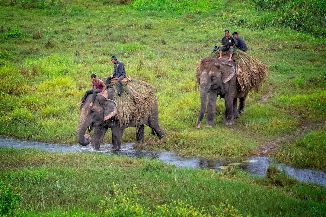 A group of men on elephants carrying straw in the grassland, from a high angle overhead view with a wide-angle lens, green meadows and small streams, soft natural light, a fast shutter speed capturing dynamic movements, rich details, and a joyful atmosphere. In the style of Chinese artist. –ar 128:85