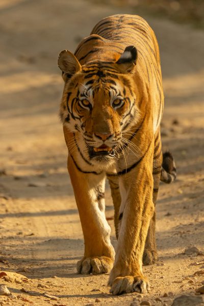 full body photo of an Indian tiger, walking towards the camera, head turned slightly to the left side, golden hour lighting, captured in the style of Canon EOS R5 --ar 85:128