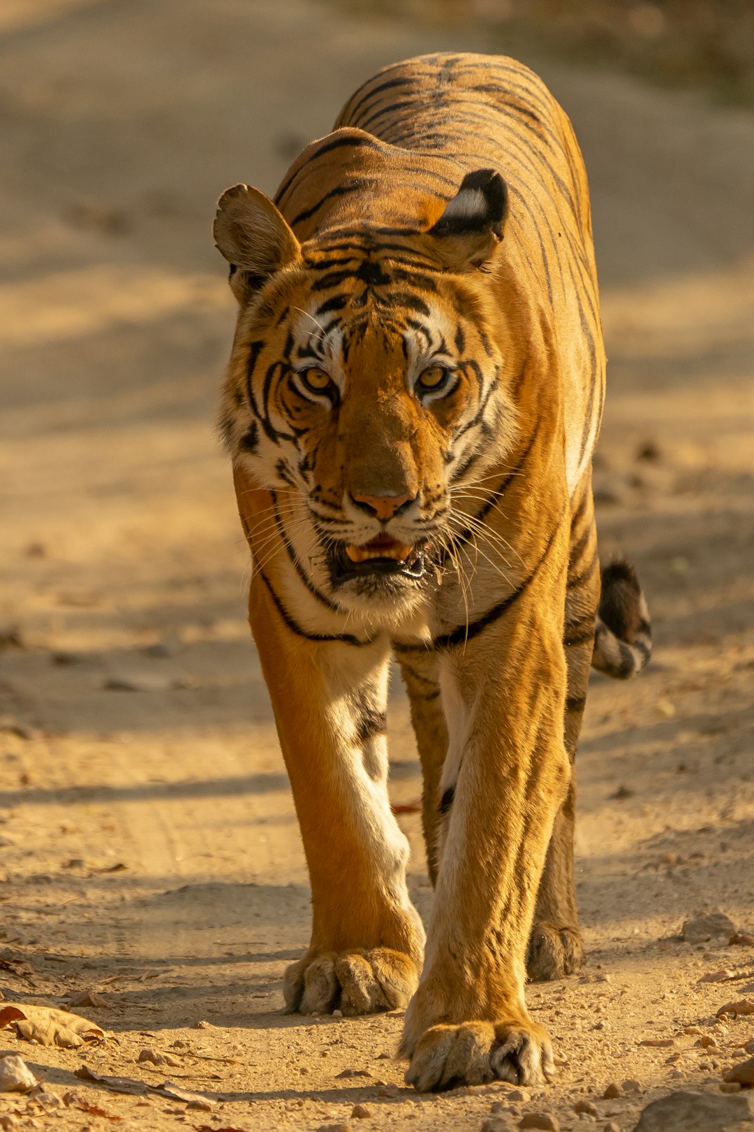 full body photo of an Indian tiger, walking towards the camera, head turned slightly to the left side, golden hour lighting, captured in the style of Canon EOS R5 –ar 85:128