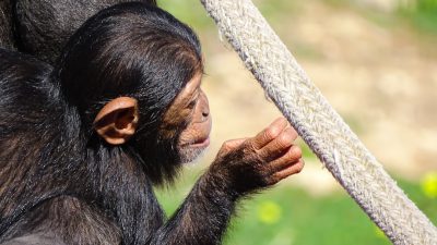 A closeup of an adult chimpanzee holding onto the white rope, with its hand wrapped around it and showing only half or threequarter's head in profile view. The background is blurred grassland, with sunlight shining on his hair .8k, best quality , Realistic details --ar 16:9