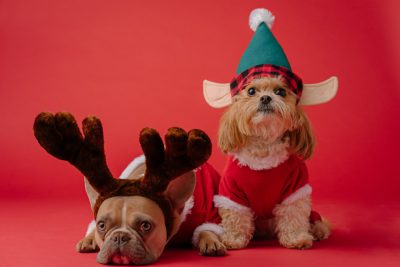 A full body photo of two dogs, one wearing an antler hat and the other with an elf red dress, solid color background, Christmas vibe, shot in the style of Canon EOS R5 F2 ISO30. --ar 128:85