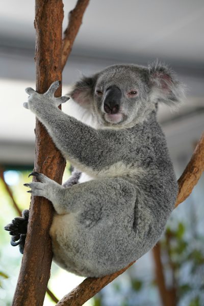 Koala, grey fur with white underbelly and black hands and feet, sitting on tree branch in zoo holding its hand up towards camera, smiling face, high quality photo --ar 85:128