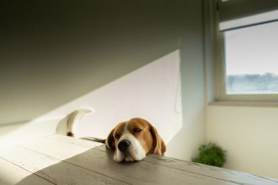 A Beagle dog lies on the table, with its head resting against it and its tail raised high. The background is white walls, and sunlight shines through the window onto an empty wooden floor. Shot by Canon EOS R5 F2 ISO30. soft light. --ar 128:85