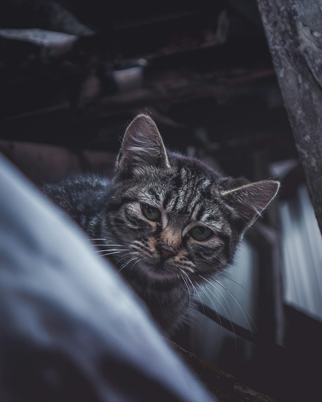 A dark grey tabby cat hiding in the shadows of an old building, looking at the camera in a close up portrait in the style of unsplash photography. –ar 51:64