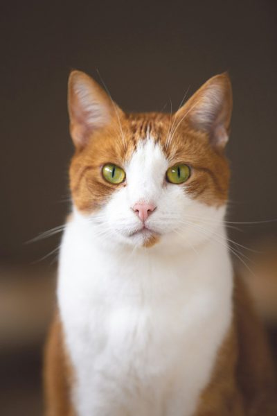 A portrait of an orange and white cat with green eyes, sitting on the floor, looking directly at the camera in a close up shot with high resolution photography and detailed skin texture in natural light, captured in the style of [Wes Anderson](https://goo.gl/search?artist%20Wes%20Anderson) using a Canon EOS R5 at F2, ISO400, 3 unsped 89mm. --ar 85:128