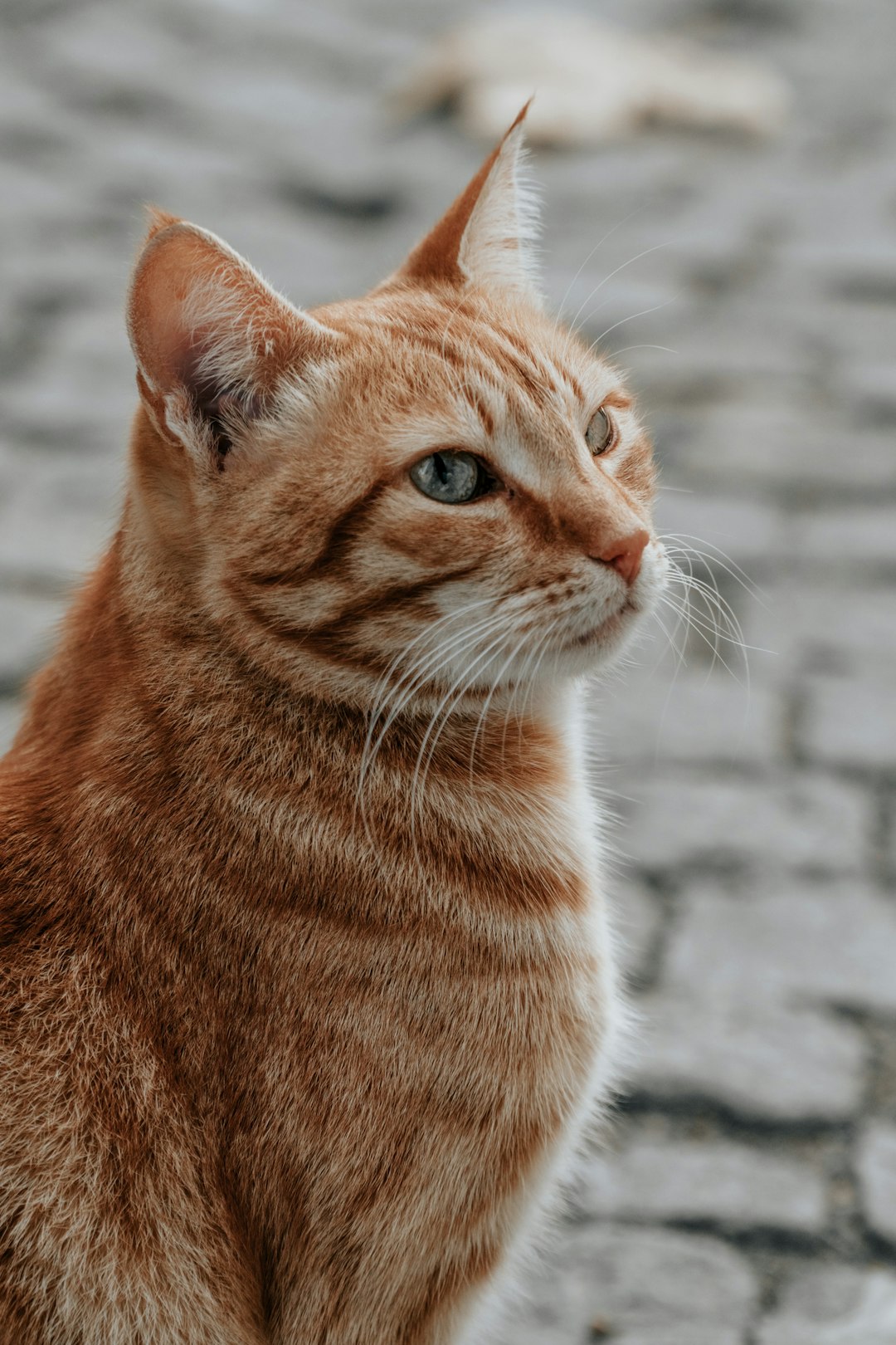 A cute orange cat, closeup shot of the side face, sitting on the street, real photo style, background is light gray cobblestone road, high definition photography –ar 85:128