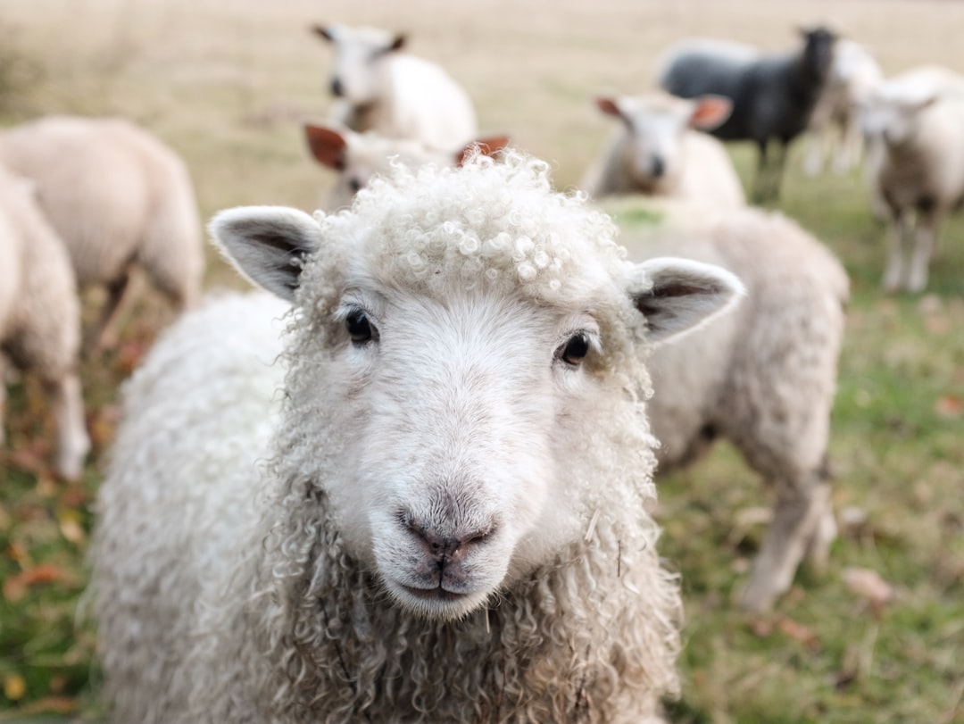 A close-up photo of a cute sheep, surrounded by other animals in the background. The focus is on one white woolly goat with curly hair and large eyes looking directly at the camera. In an open field setting during daylight. –ar 4:3