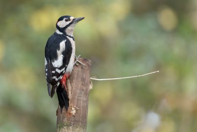 A photo of a great spotted woodpecker from the side view perched on top of a wooden post in the English countryside. The bird was shot with a Canon EOS R5 using natural light. It has black body feathers, a white head patterned with large grey spots, red legs and tail, and is looking to its right. The background is blurred with green trees and the shot was taken from eye level. The photo was taken with a Nikon D800 camera and a macro lens, resulting in a high resolution image in the style of natural photography. --ar 128:85