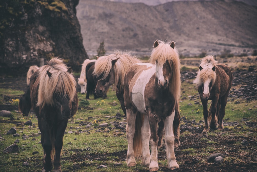 A herd of majestic Icelandic horses in the wild, in the style of unsplash photography. –ar 128:85